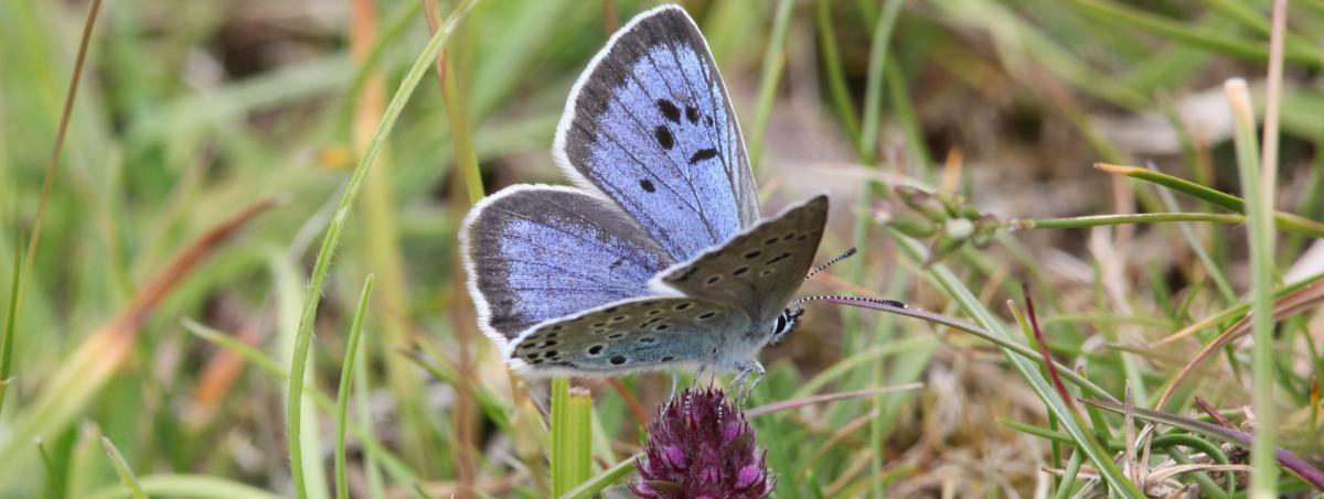 Protected Invertebrates In The UK | Biodiversity Projects